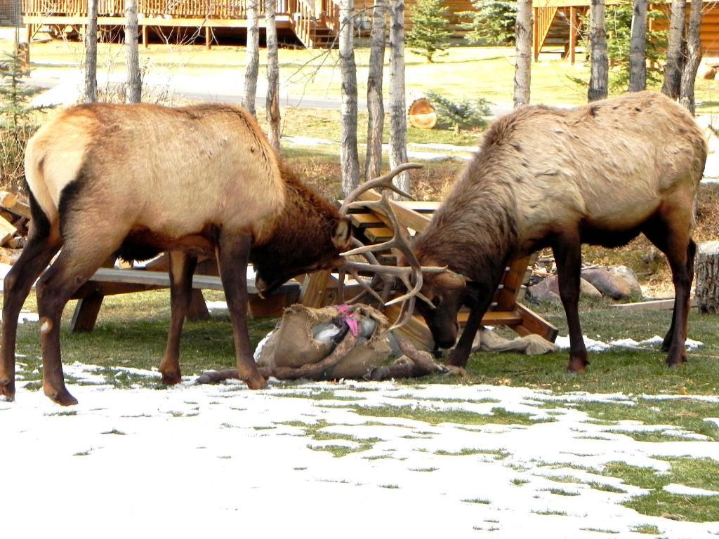 Villa Riverview Pines Estes Park Exterior foto